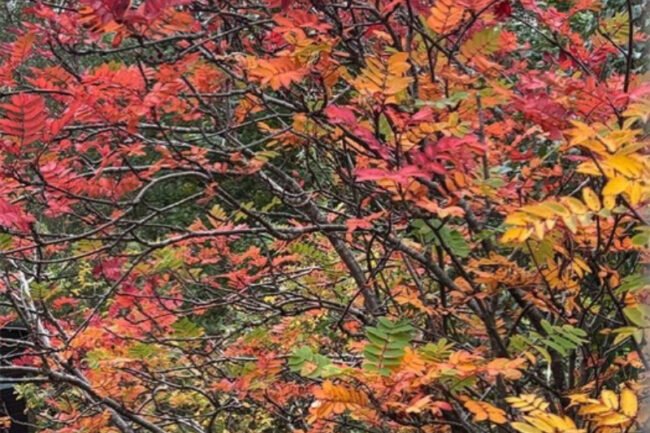 About The Tait Vision Fund - Nature Cure Scotland