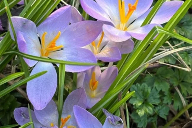 believe in your own body’s amazing self-healing ability - Nature Cure Scotland